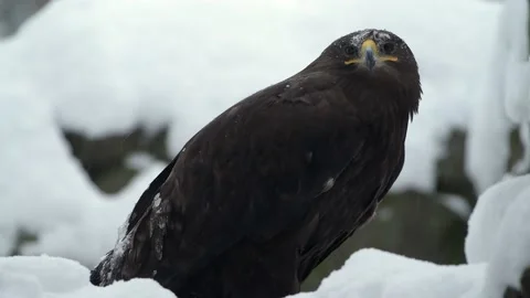 Golden Eagle in snow in cold forest during winter. Snowy wood, golden eagle Stock Footage 170472644