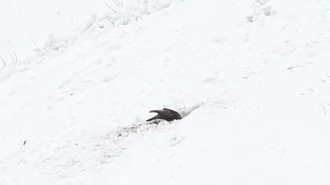 Golden eagle on snow feed on a carcass of mammal (Aquila chrysaetos) Stock Footage 344855310