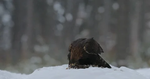 Golden Eagle in snow with kill hare, snow in cold forest during winter. Stock Footage 102786448