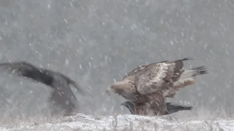 Golden eagle in snowfall, bird of prey eating in blizzard Aquila chrysaetos Stock Footage 311117924