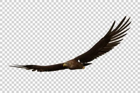 Golden Eagle soaring, 3D illustration isolated on transparent background. Stock Illustration