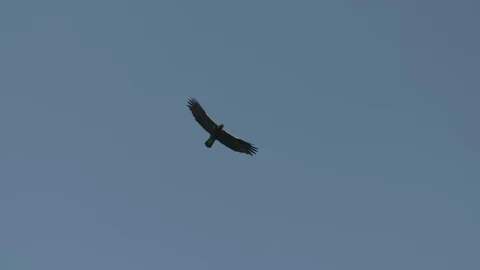 Golden Eagle Soaring in Blue Sky Stock Footage
