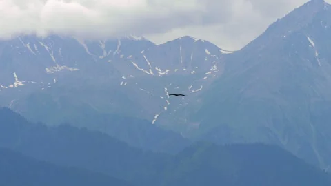 Golden Eagle Soaring Over Snow Capped Trans Ili Alatau Mountains Stock Footage 345013817
