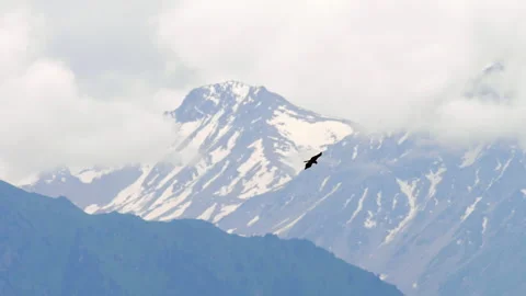 Golden eagle soaring over snowy peaks of Trans-Ili Alatau mountains Stock Footage 341696496