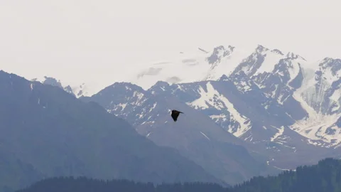 Golden eagle soaring over snowy Zailiysky Alatau mountain peaks Stock Footage 341974461