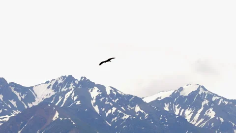Golden eagle soaring over snowy mountains Zailiyskiy Alatau Stock Footage 343313678