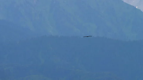 Golden eagle soaring over Trans-Ili Alatau mountains, Kazakhstan Vídeo Stock 346915244