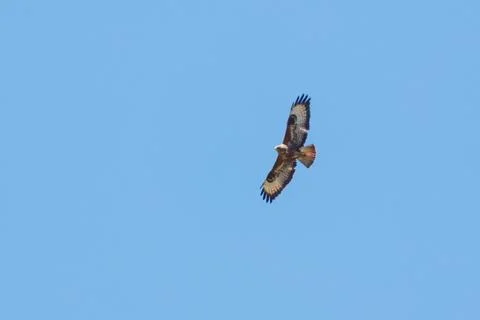 Golden eagle soars high against clear blue sky Stock Photos