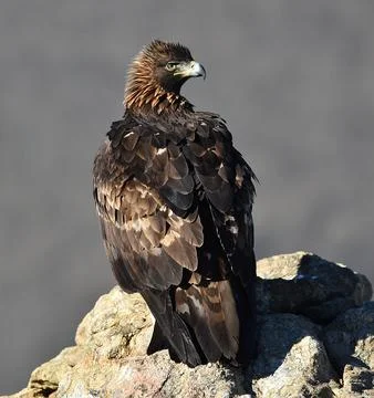 A golden eagle in spain Stock Photos