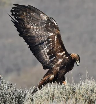 A golden eagle in spain Stock Photos