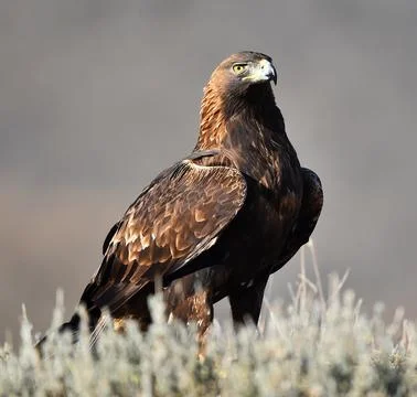 A golden eagle in spain Stock Photos