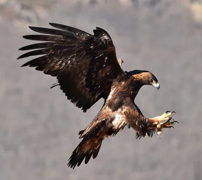 A golden eagle in spain Stock Photos