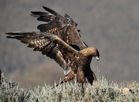A golden eagle in spain Stock Photos