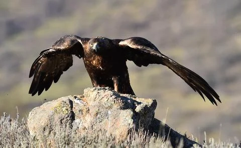 A golden eagle in spain Stock Photos