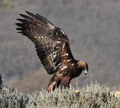 A golden eagle in spain Stock Photos