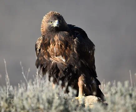 A golden eagle in spain Stock Photos