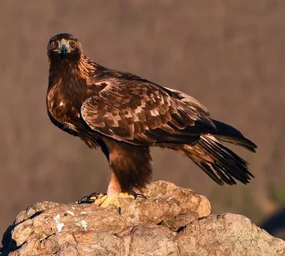 A golden eagle in spain Stock Photos