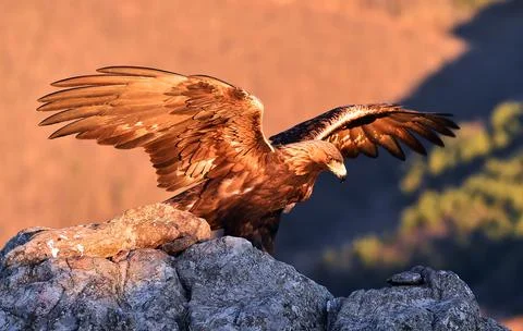 A golden eagle in spain Stock Photos