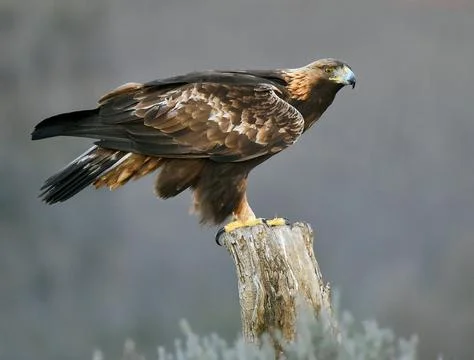 A golden eagle in spain Stock Photos