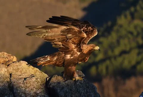 A golden eagle in spain Stock Photos