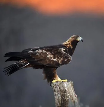A golden eagle in spain Stock Photos