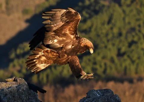 A golden eagle in spain Stock Photos