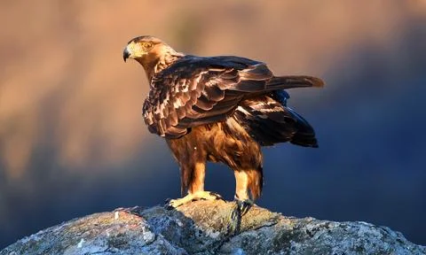 A golden eagle in spain Stock Photos