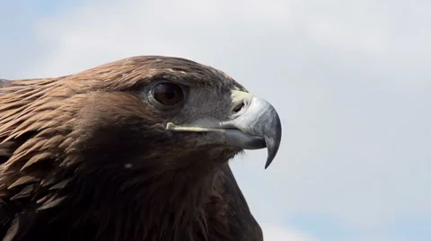 Golden Eagle Spread its Wings Stock Footage