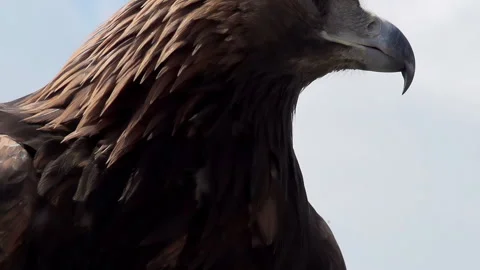 Golden Eagle Spread its Wings 4K 2TZ Stock Footage 309960915