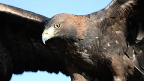 Golden Eagle Spreading It's Wings, Ireland Stock Footage 339083470
