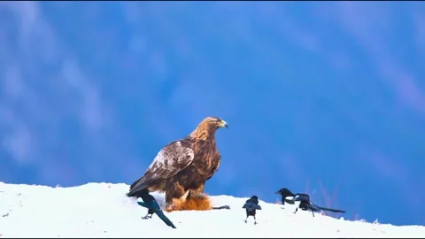 Golden eagle spreads wings to protect its kill from curious magpie birds. Stock-Footage 341132444