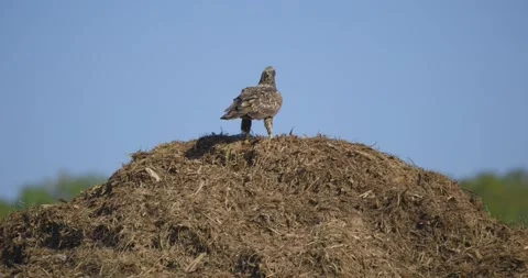 Golden Eagle standing atop mud mound with feathers moving in the wind Stock Footage 288856098