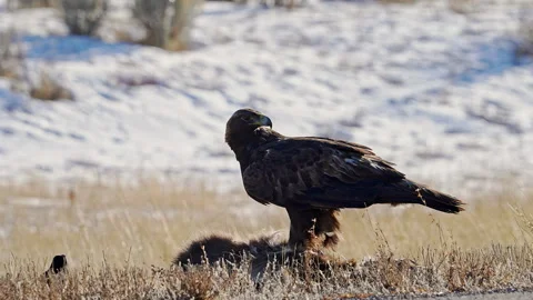 Golden Eagle standing on a deer carcass looking around Stock Footage 260286243