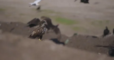 Golden Eagle Standing on mud mound with birds flying in background Stock Footage 288850762