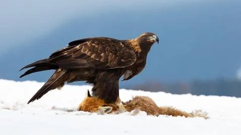 Golden eagle standing on snow in wintertime nature Stock Photos