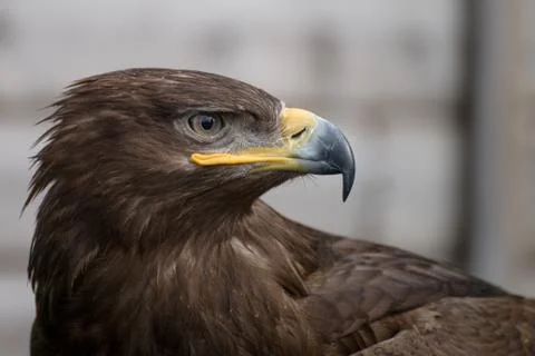 Golden Eagle stare. Close up. Stock Photos