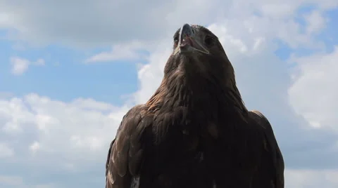 Golden Eagle in the Sun HD Video stock 59914188