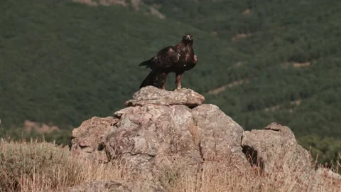Golden Eagle swoops in landing on rocks, eating chunk of meat, Slow Motion Stock Footage 139786992