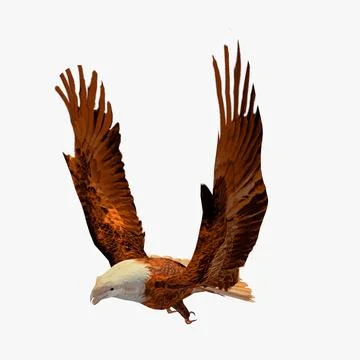 Golden Eagle Take Off Animated 3D Model