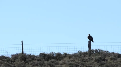 Golden Eagle Takes Off Stock Footage 49000255