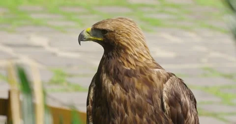 Golden eagle turning head in close-up at Jeju Flower Bird Park Hwajoowon Stock Footage 338415093