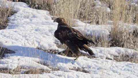 Golden Eagle walking on the ground through snow and grass Stock Footage 260287665
