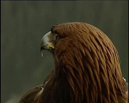 Golden eagle watching on the sides Stock Footage
