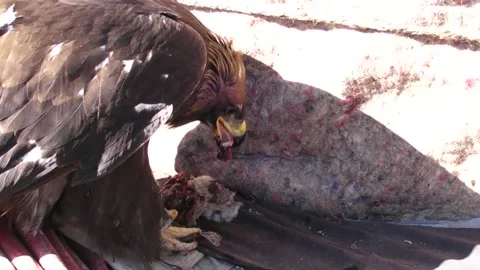 A Golden Eagle in Western Mongolia Eats Raw Meat Stock Footage 234278091