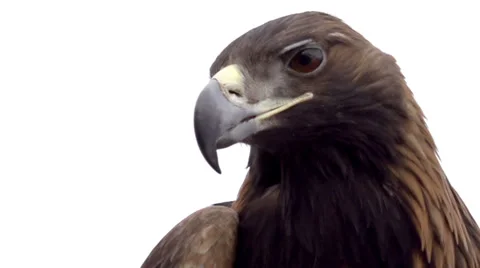 Golden Eagle on White Background Stock Footage 38317530