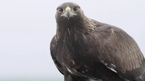 Golden eagle wild bird of prey, Aquila chrysaetos Stock Photos