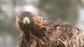 Golden Eagle in the wild closeup details of head eyes beak HD Footage