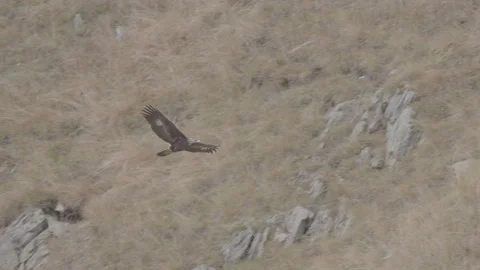 Golden eagle in the wild, tracking shot, 4K log, 4K available Stock Footage 290877611