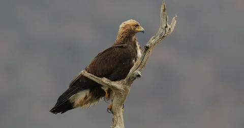 Golden eagle in the wind, on the tree trunk, Bulgaria. Golden eagle, take off fr Stock Footage 164540879