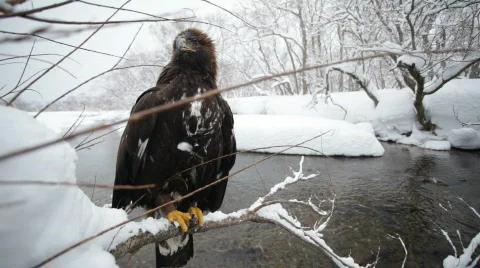 Golden eagle, winter Vídeo Stock 877755